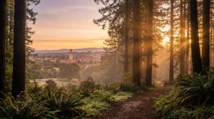 Stellate Ganglion Block for PTSD and Anxiety: What Bay Area Patients Should Know